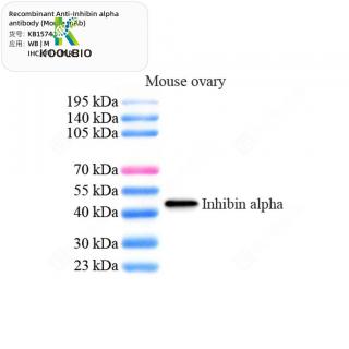 Recombinant Anti-Inhibin alpha antibody (Mouse mAb)