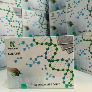 Human Lysosomal Associated Membrane Protein 2 (LAMP2) ELISA Kit KB-E2587H
