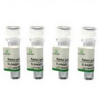 2×Universal Blue SYBR Green qPCR Master Mix With 40×Yellow Template Dilution Buffer KB3326-05